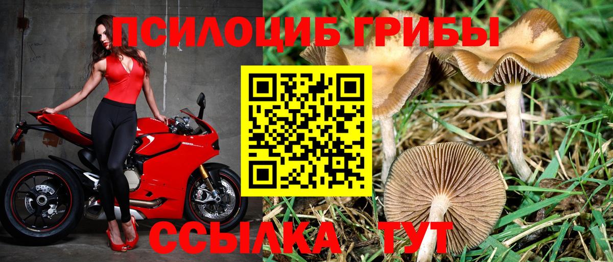 Псилоцибиновые грибы Psilocybine cubensis Феодосия